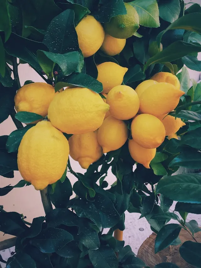 A lemon bush filled with ripe lemons ready to be picked