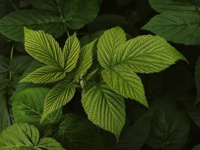 Many fresh green mint leaf plants.