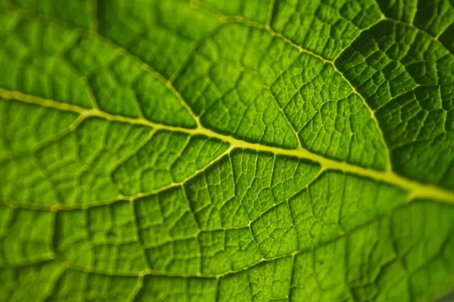 Close up of a green tea leaf.