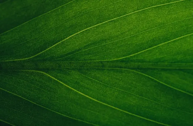 Close up photo of a sideway tea leaf.